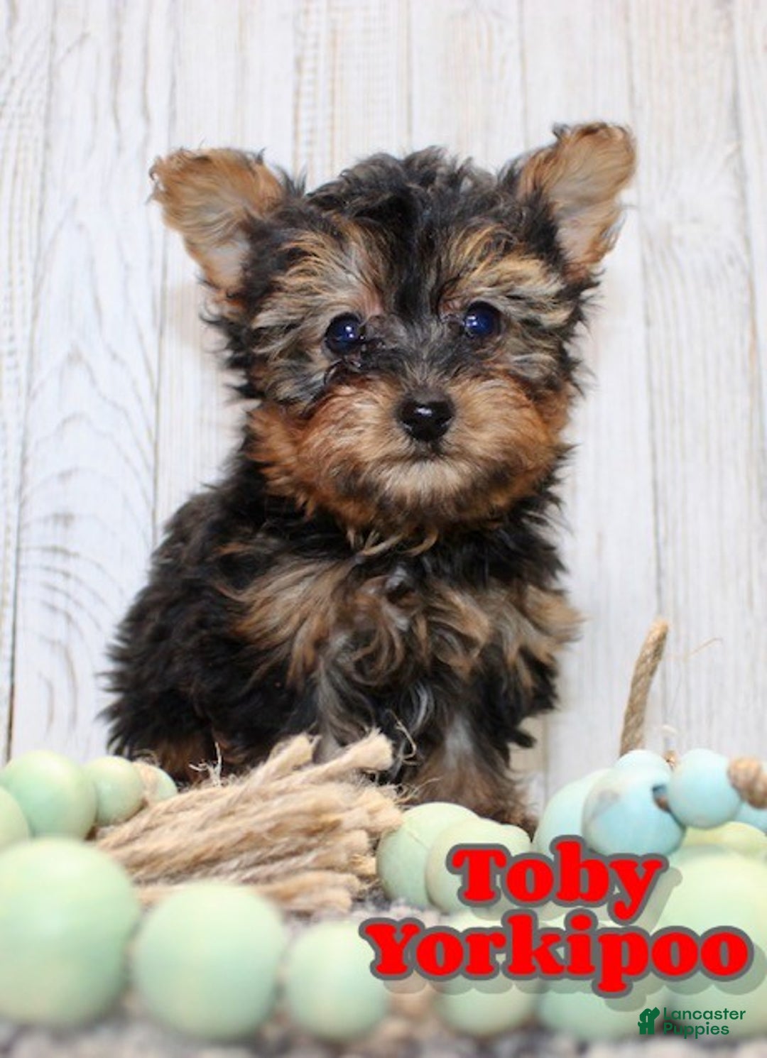 Yorkiepoo dogs for sale: Toby - Ad 1