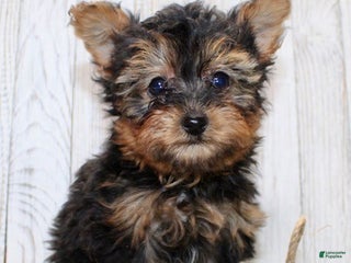 Yorkiepoo dogs Toby - Ad 18