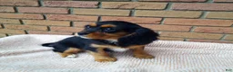 Cavalier King Charles Spaniel dogs for sale: Millie - Ad 3