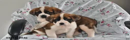 Saint Bernard dogs for sale: Lilac - Ad 3