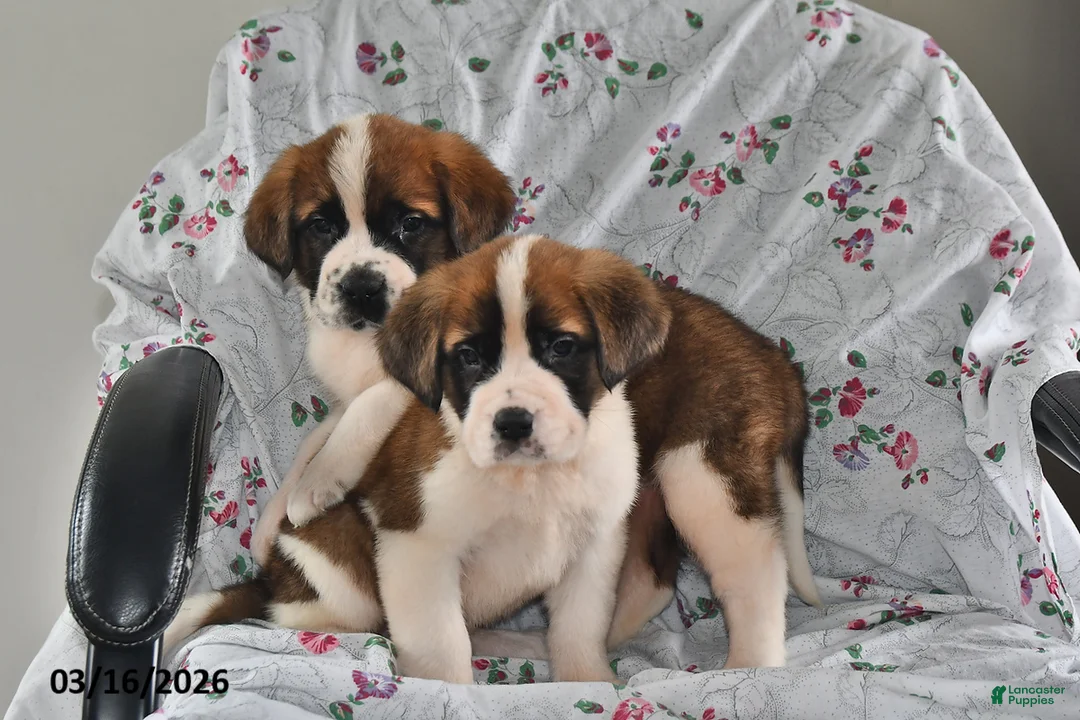 Saint Bernard dogs for sale: Lilac - Ad 3