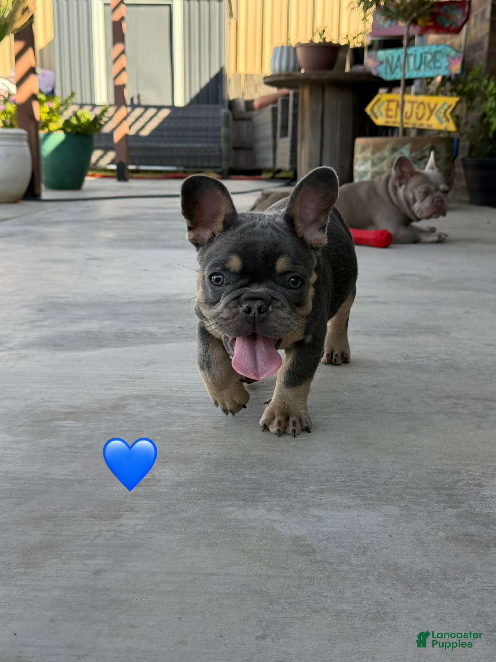 French Bulldog dogs for sale: Ted French Bulldog  - Ad 2