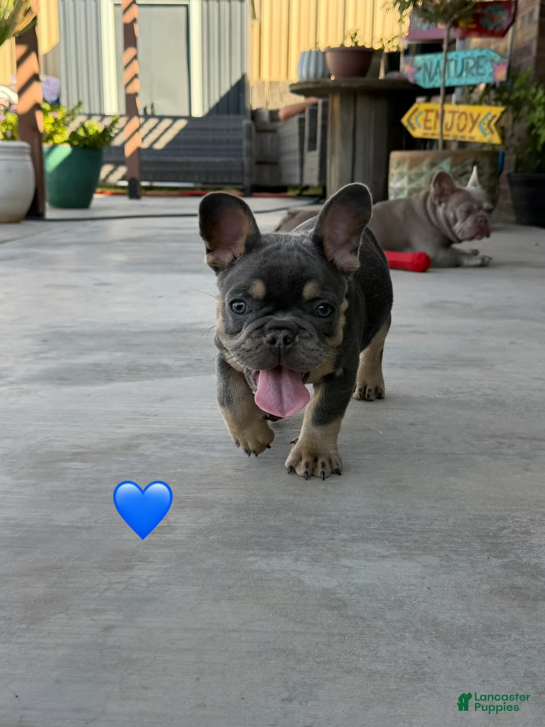 French Bulldog dogs for sale: Ted French Bulldog  - Ad 1