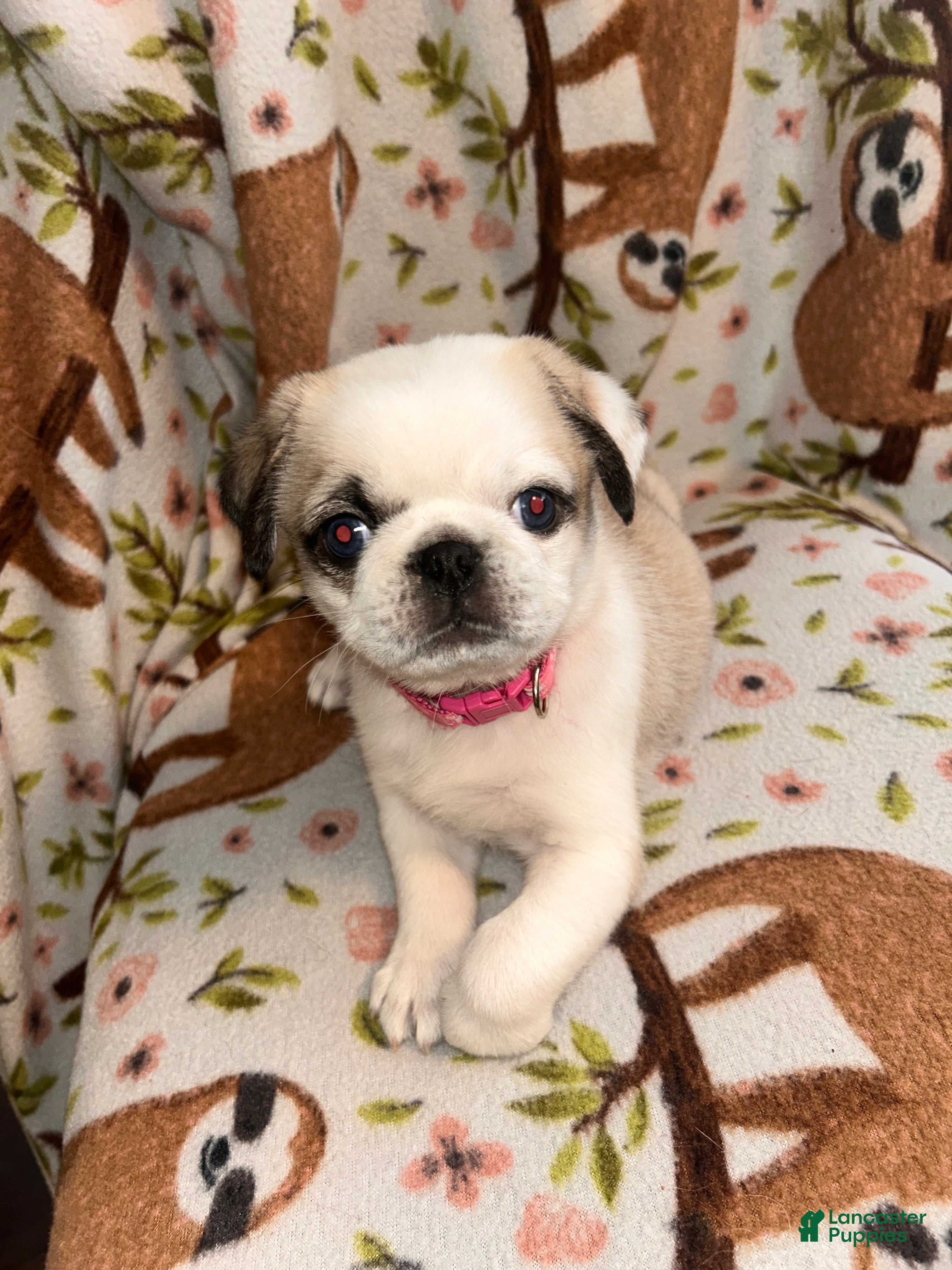 Pug dogs Snowflake  - Ad 31