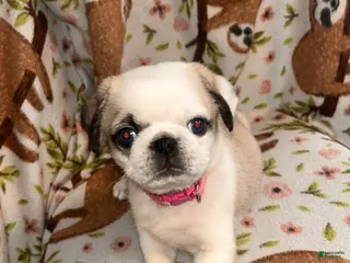 Pug dogs Snowflake - Ad 26