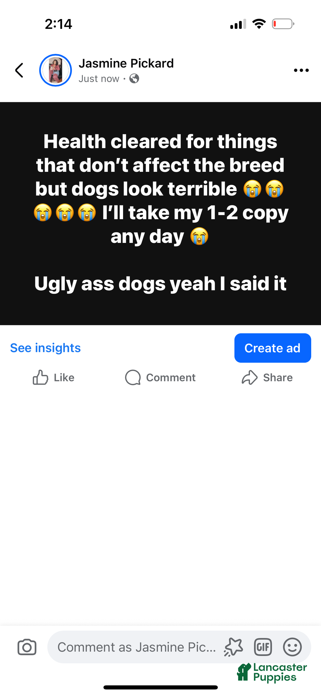 French Bulldog dogs for sale: French Bulldog Puppy 4 - Ad 7