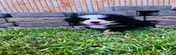 Bernese Mountain Dog dogs for sale: Remington - Ad 4