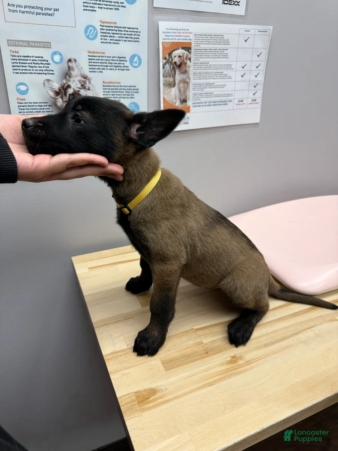 Belgian Malinois dogs for sale: Belgian Malinois Puppy 6 - Ad 1