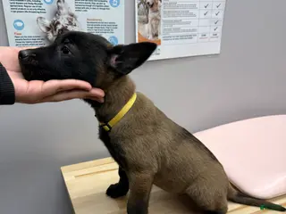 Belgian Malinois dogs Belgian Malinois Puppy 6 - Ad 35