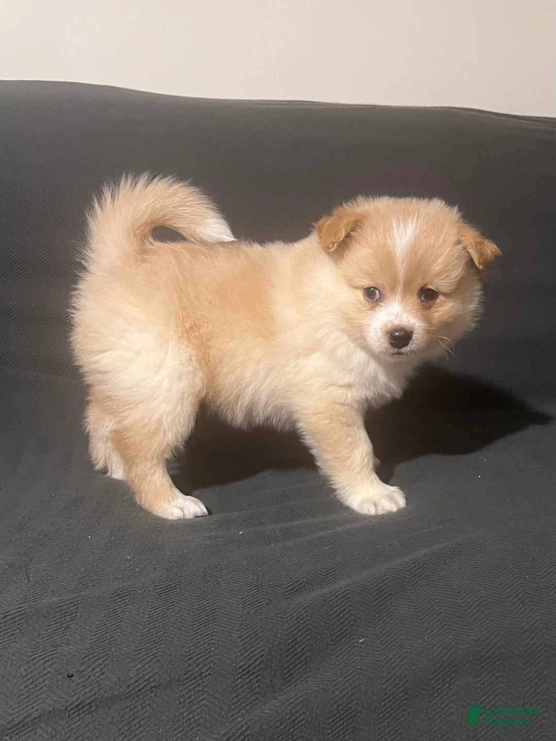 Pomeranian dogs for sale: Pomeranian Puppy 6 - Ad 2