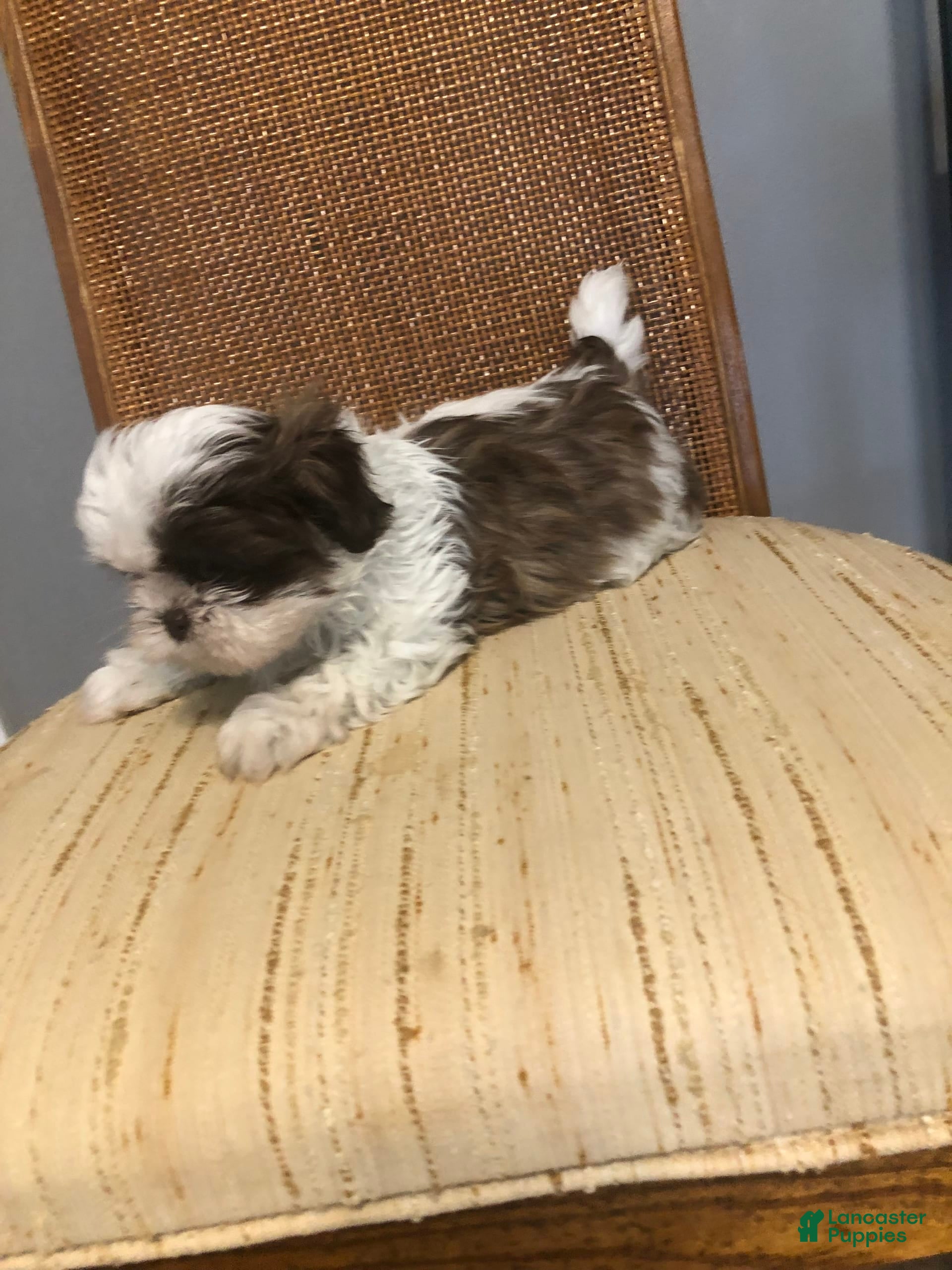 Dog Breeds Tibetan Spaniel Cross Shih Tzu Shih Tzu Tibetan