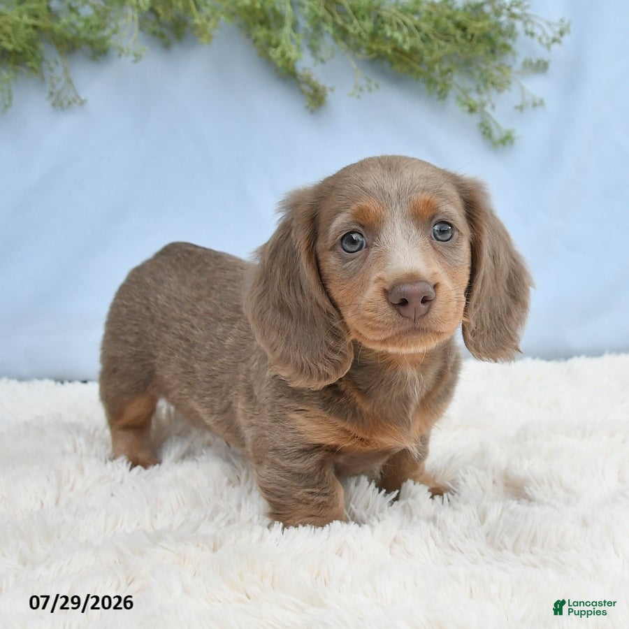 Miniature Dachshund dogs Tyler - Ad 1