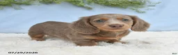 Miniature Dachshund dogs for sale: Tyler - Ad 1