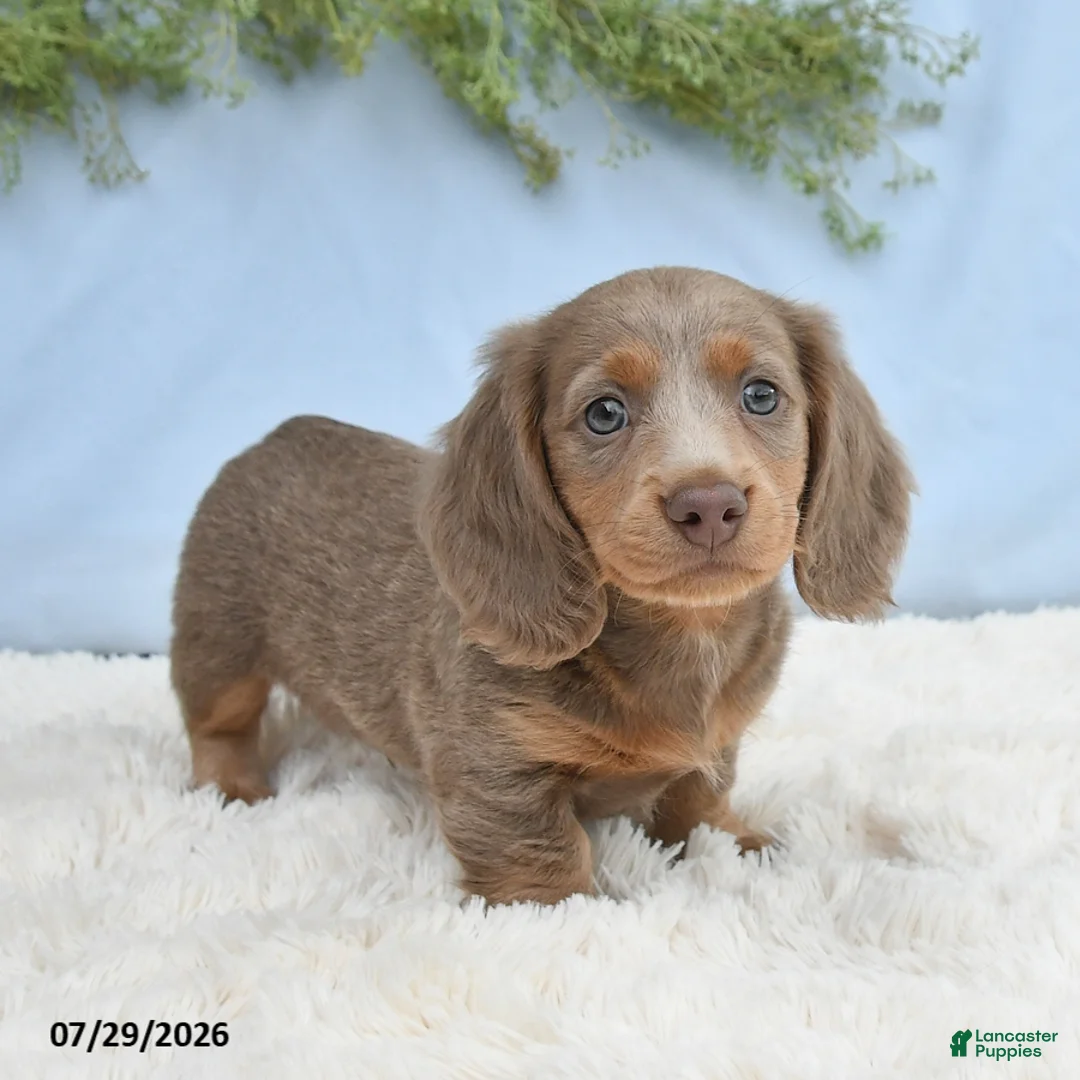 Miniature Dachshund dogs for sale: Tyler - Ad 1
