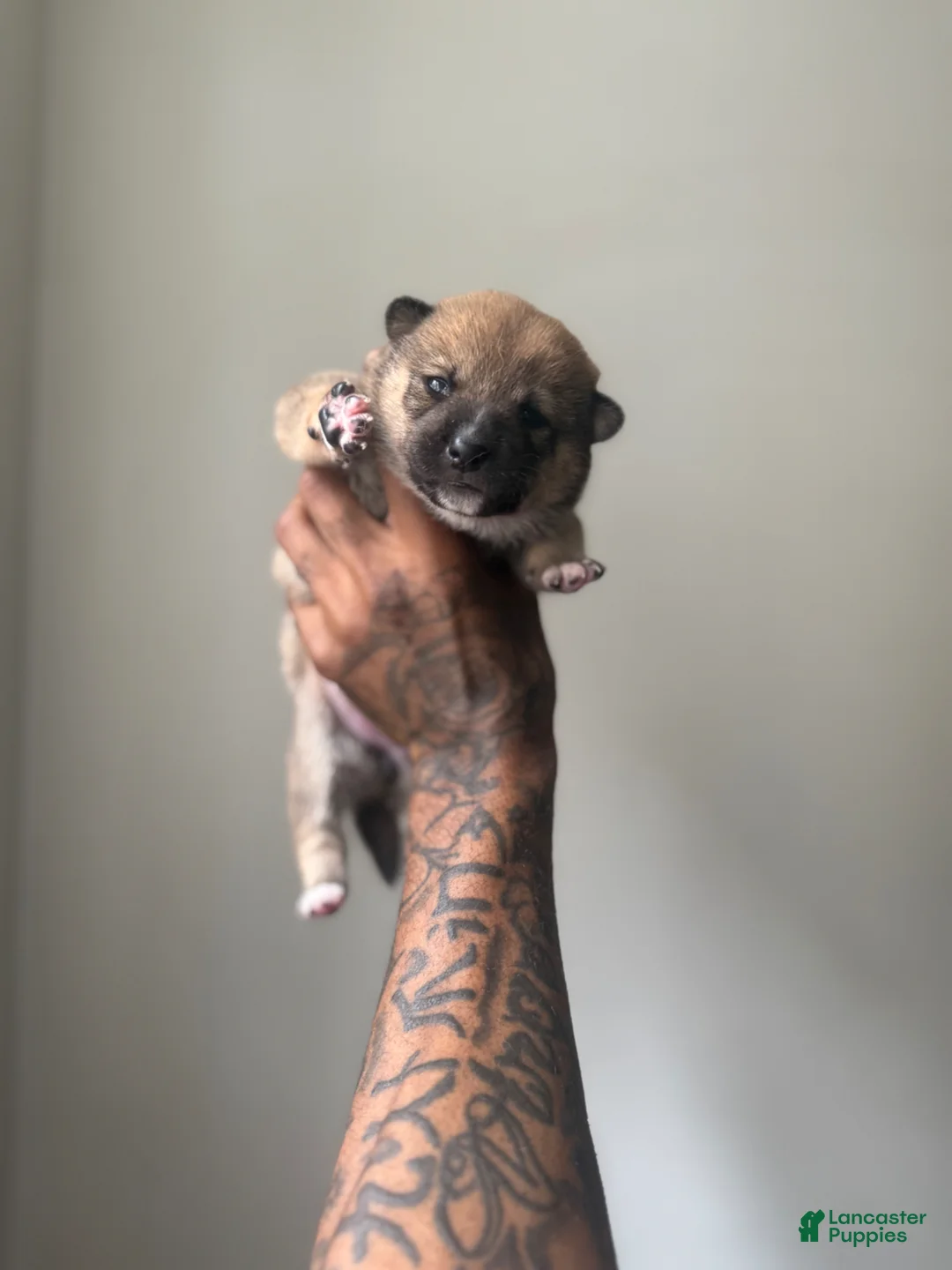 Shiba Inu dogs for sale: Coco  - Ad 2