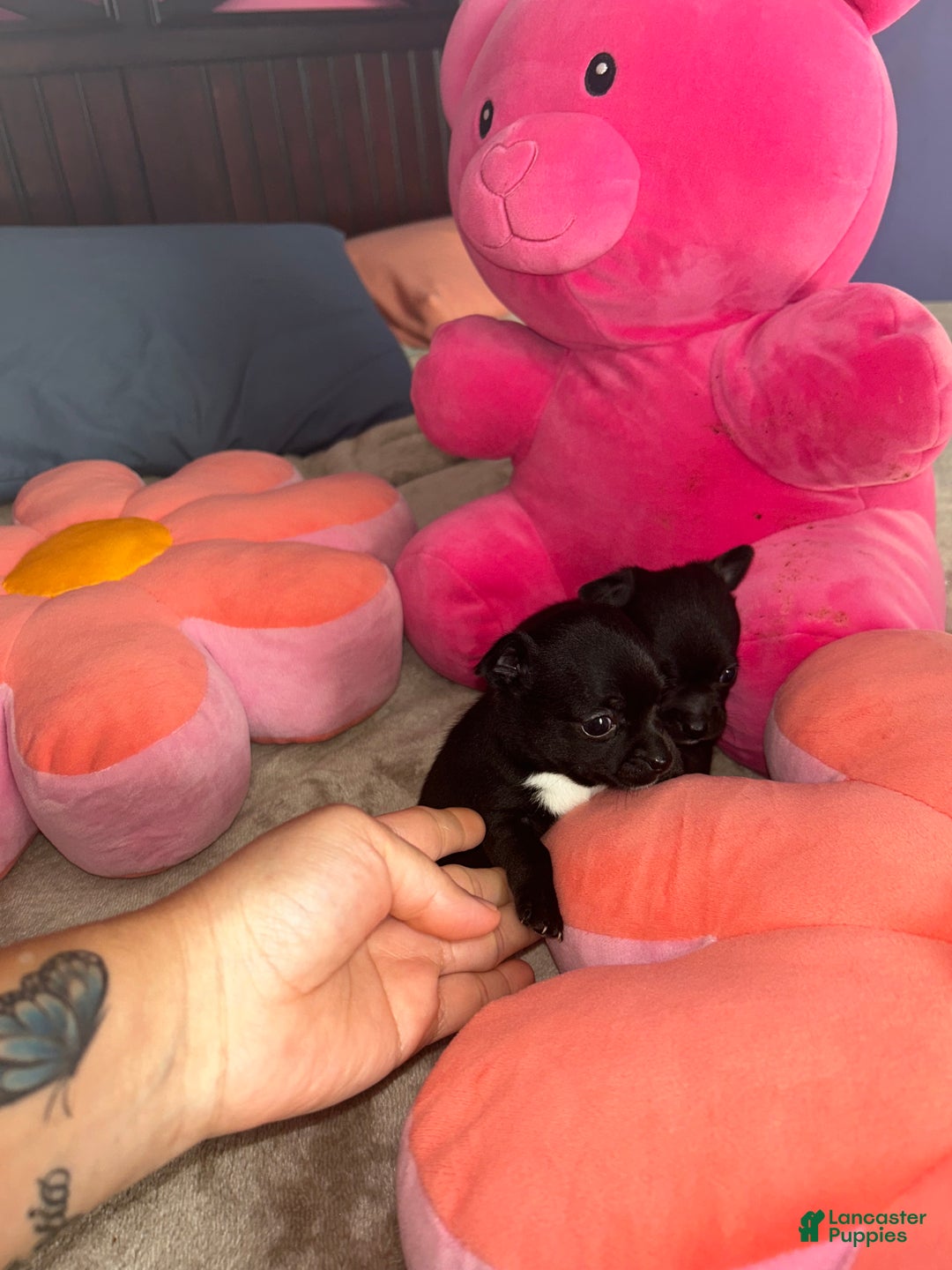 Chihuahua dogs for sale: Gordo - Ad 7