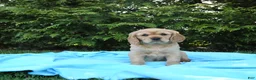 Miniature Golden Retriever dogs for sale: Kitty - Ad 5