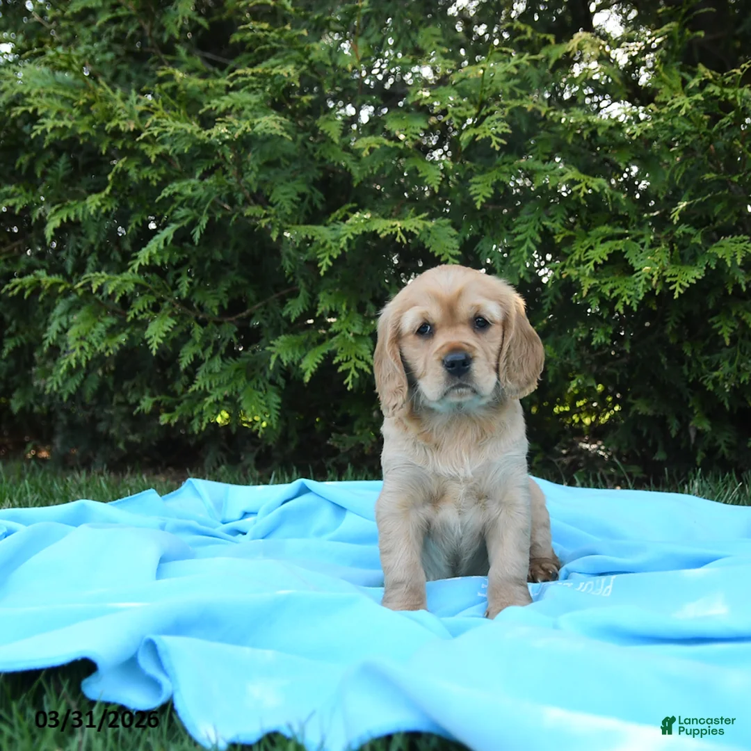 Miniature Golden Retriever dogs for sale: Kitty - Ad 5
