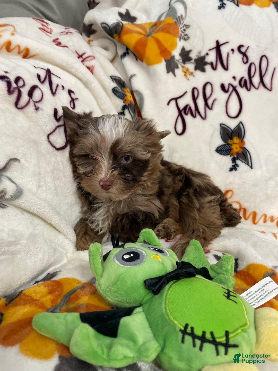 Yorkshire Terrier dogs for sale: Choc Merle Tommy  - Ad 7