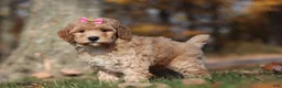 Miniature Poodle dogs for sale: Jewel (AKC) - Ad 3