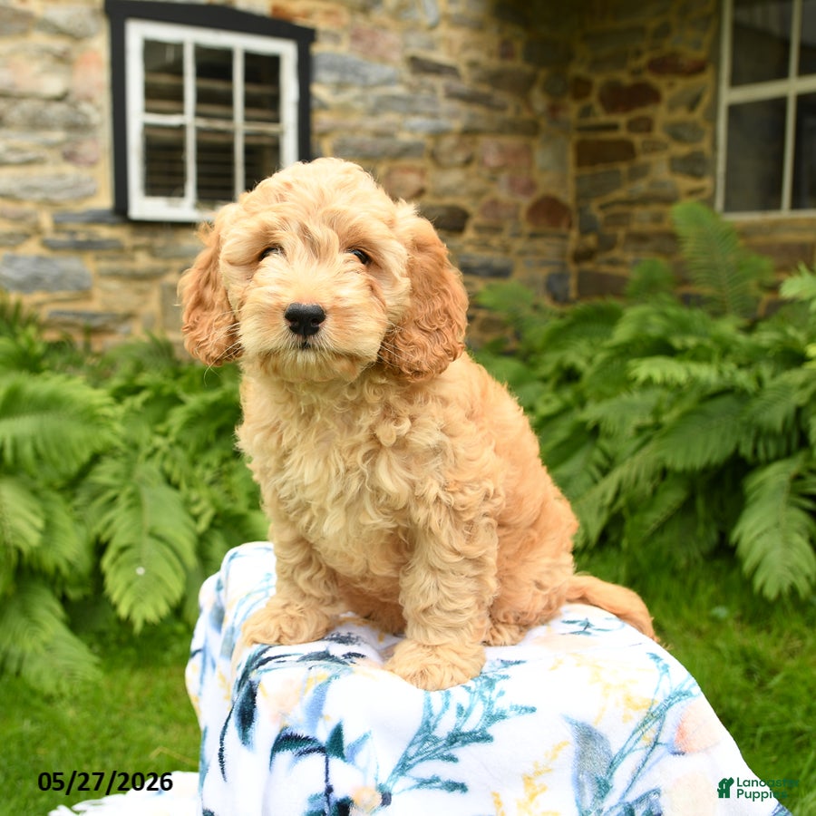 Cockapoo dogs Duke - Ad 2