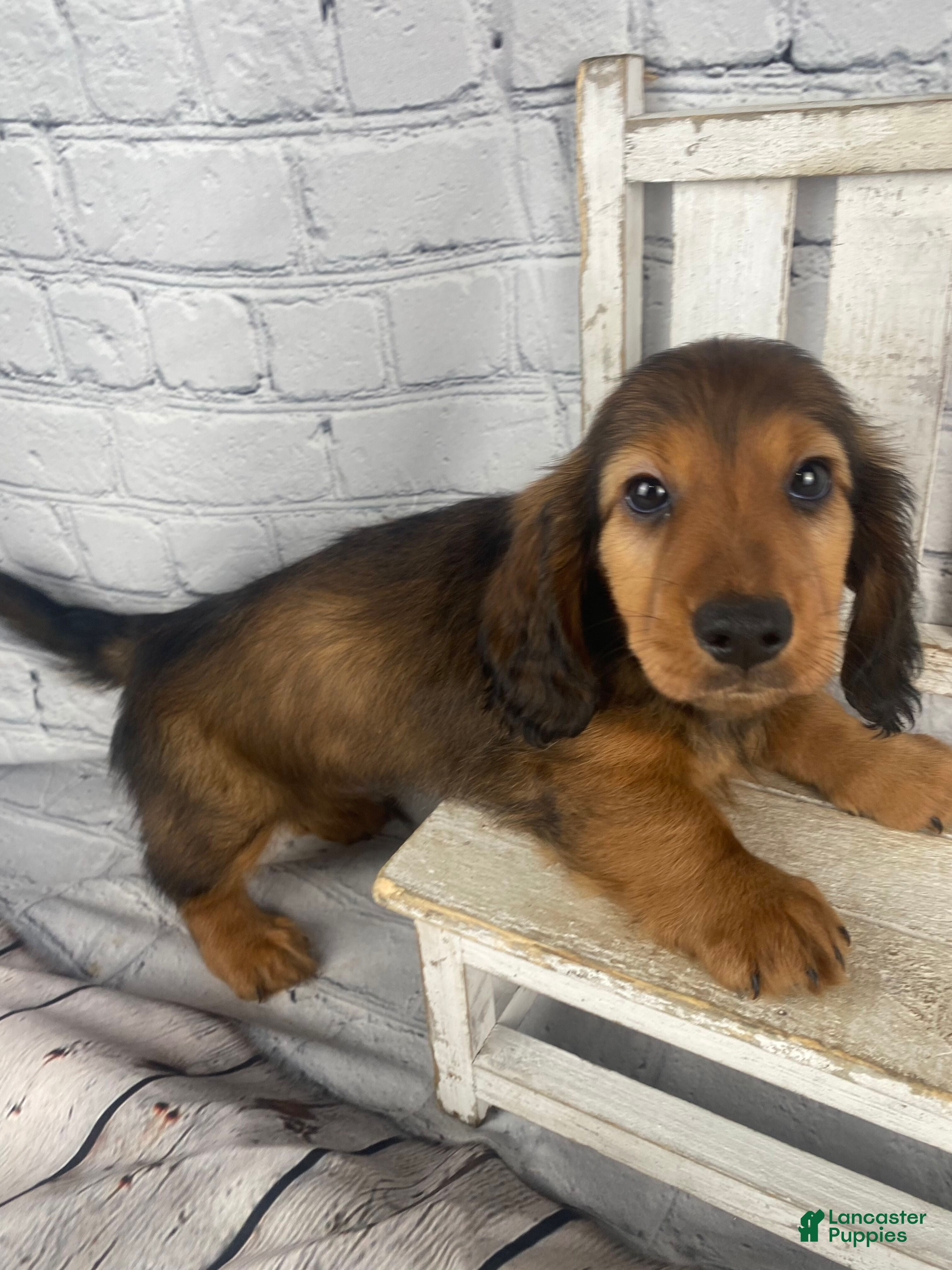 Miniature Dachshund dogs Dexter - Ad 1