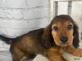 Miniature Dachshund dogs for sale: Dexter - Ad 2