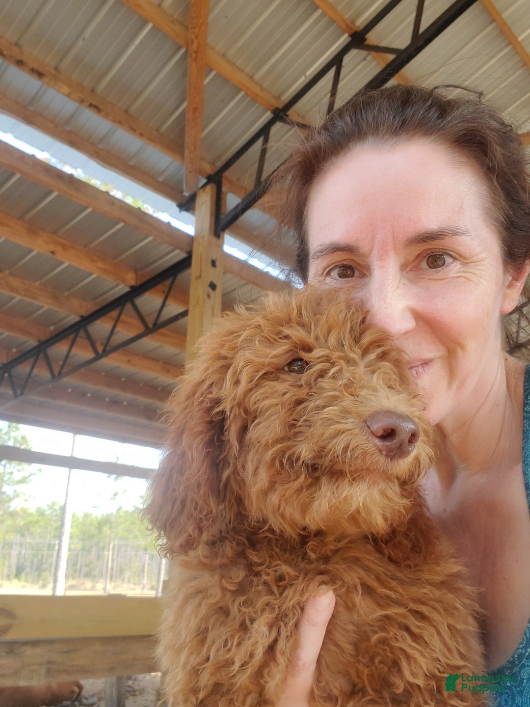 Goldendoodle dogs for sale: Chloe - Ad 3