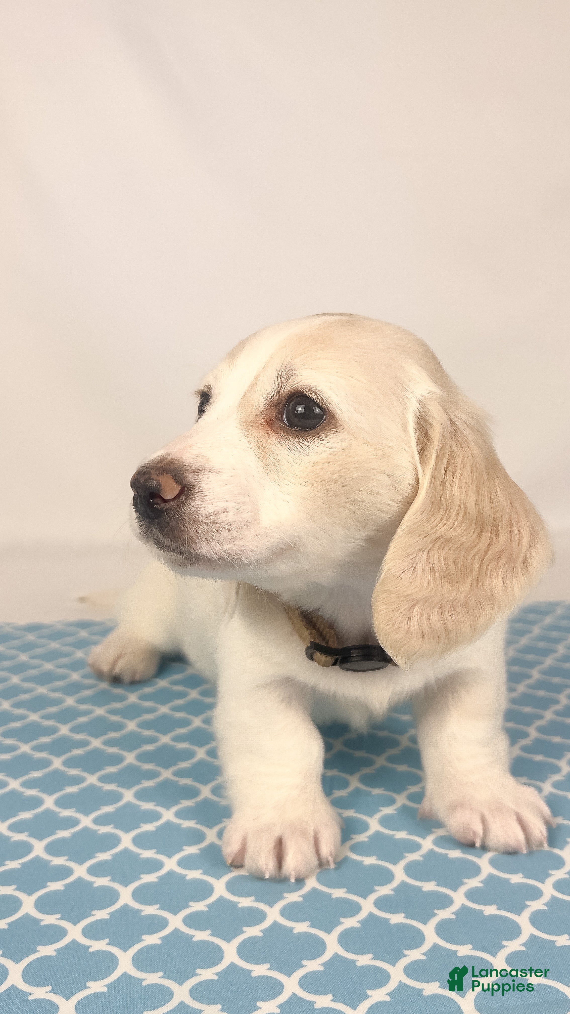 Miniature Dachshund dogs Pepperjack - Ad 2