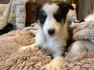 Shetland Sheepdog dogs Nugget - Ad 20
