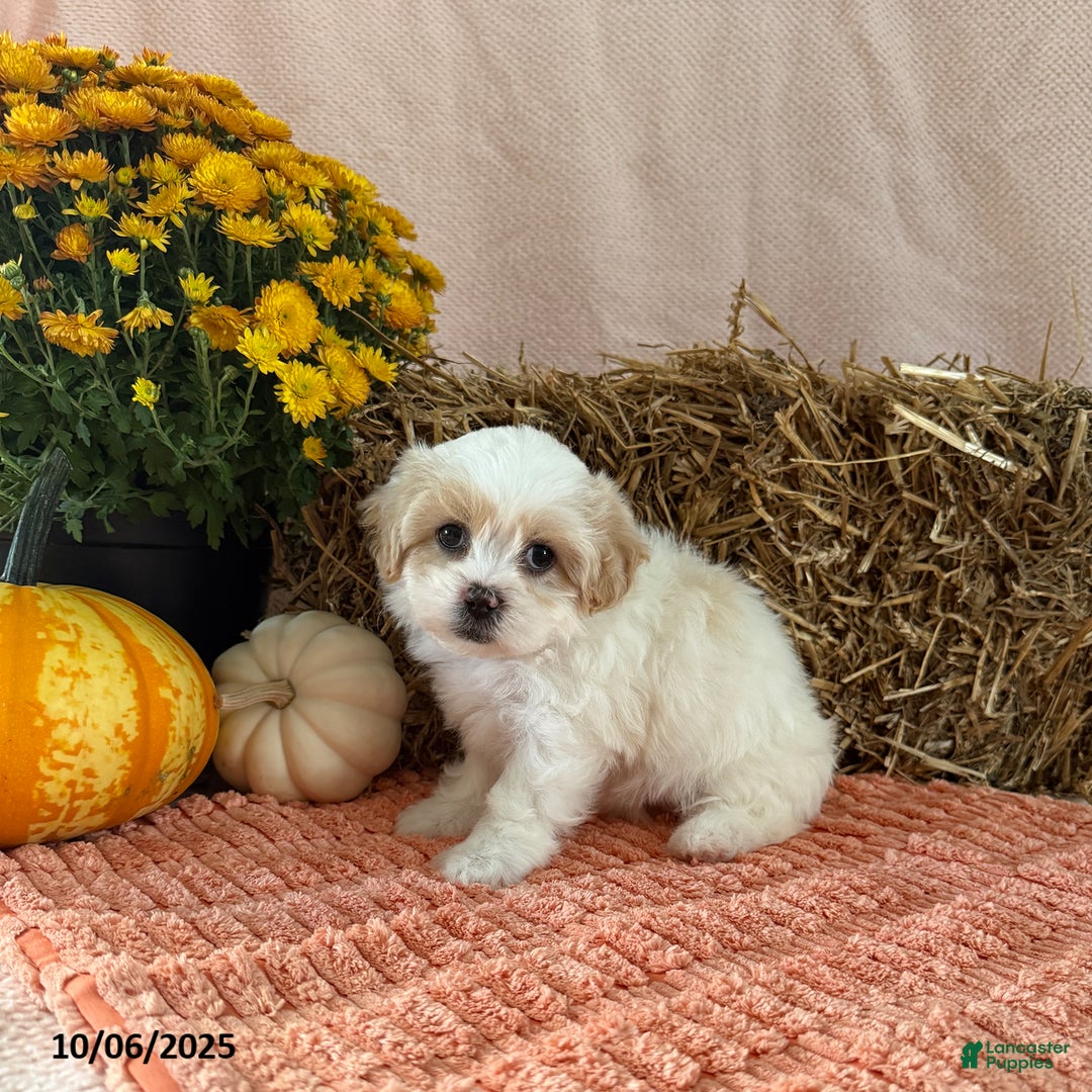 Teddy Bear dogs for sale: Cindy - Ad 5