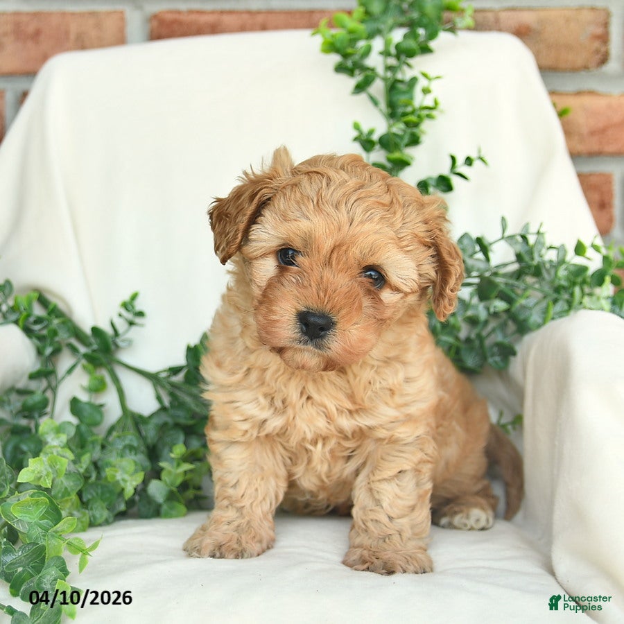 Cavachon dogs Buster  - Ad 2