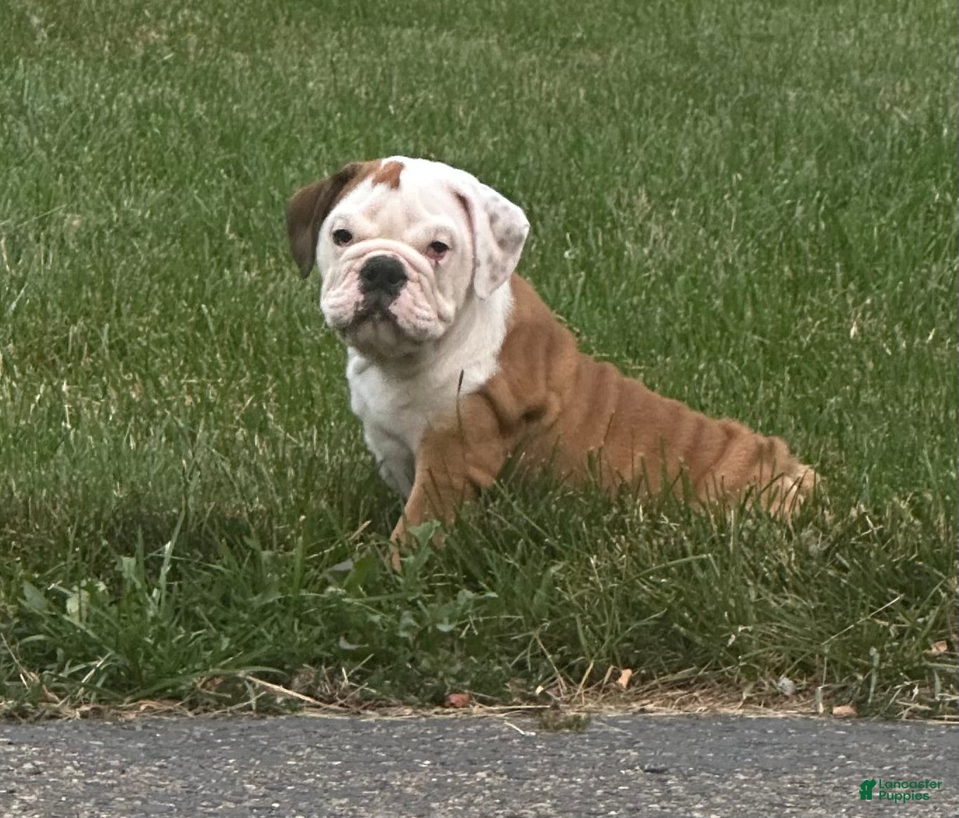 English Bulldog dogs Tara - Ad 2