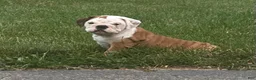 English Bulldog dogs for sale: Tara - Ad 2