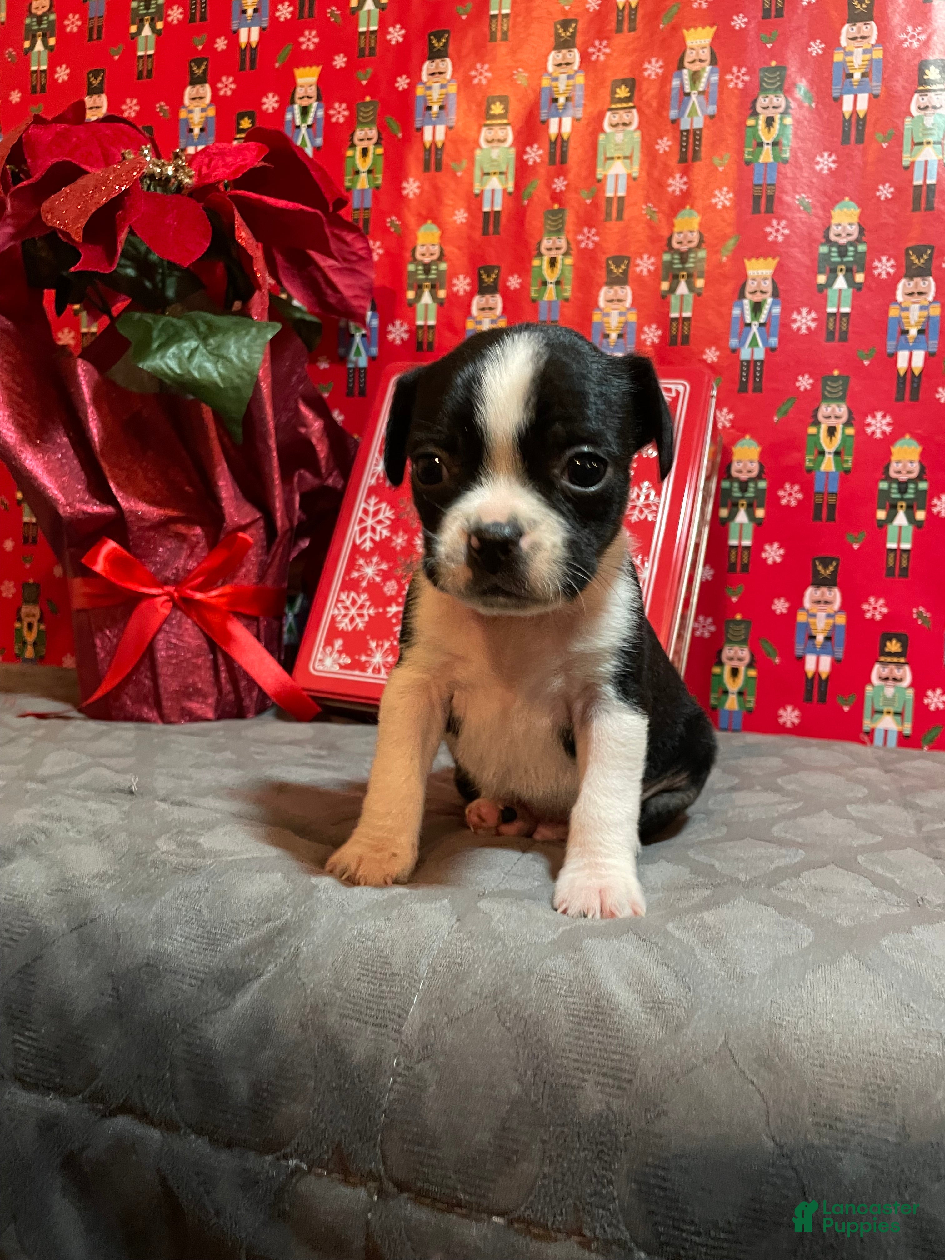 Mixed Breed dogs Oreo - Ad 16