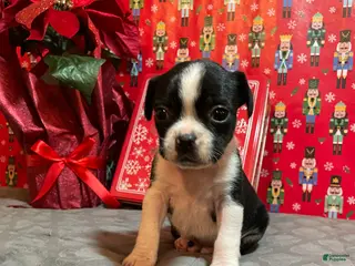 Mixed Breed dogs Oreo - Ad 37