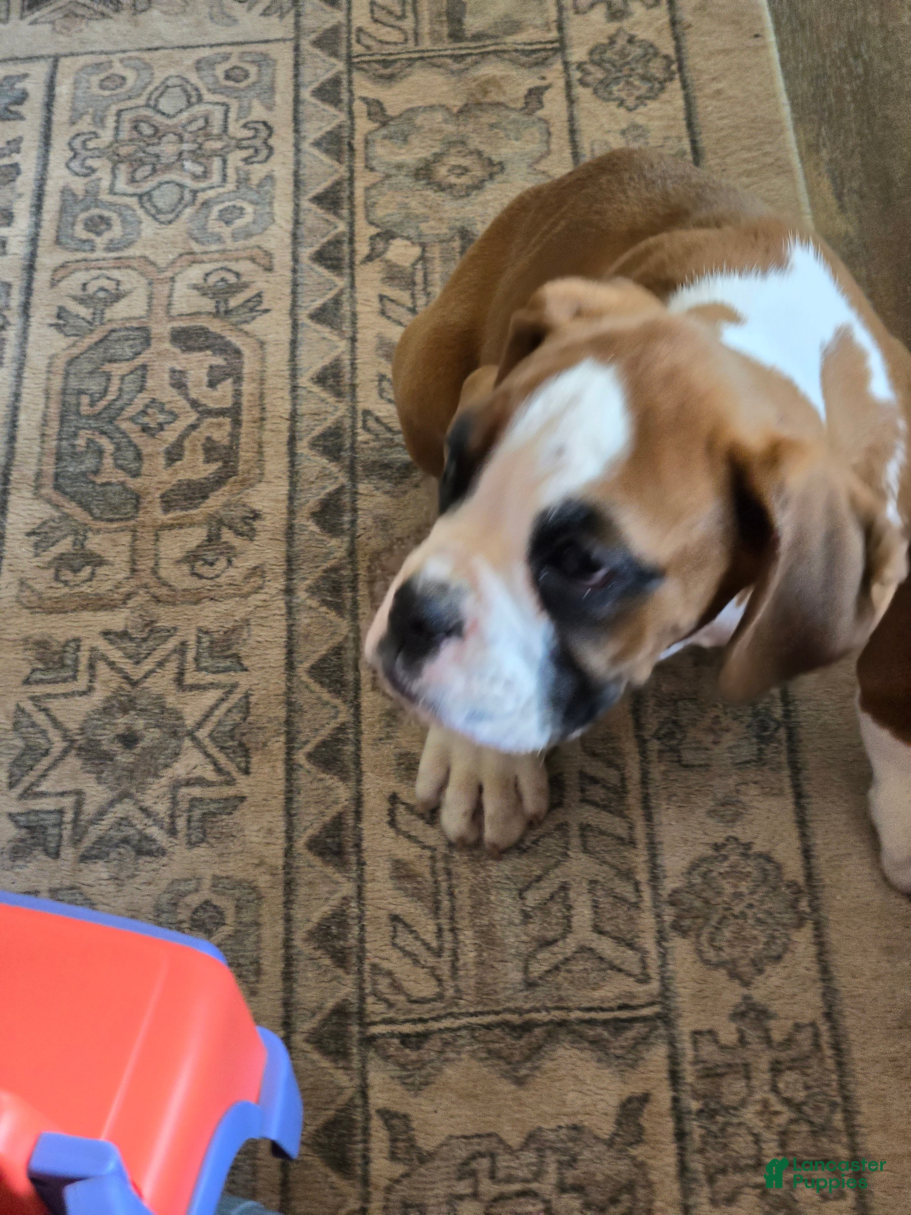 Boxer dogs Buddy - Ad 2