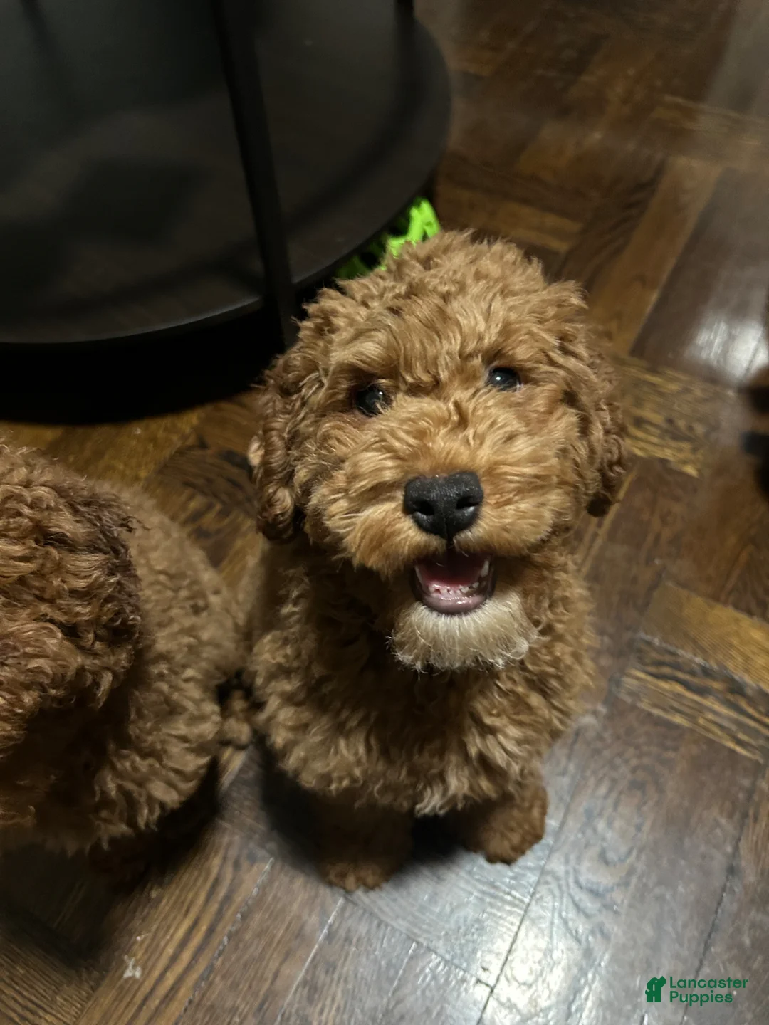 Mixed Breed dogs for sale: Javy - Ad 2
