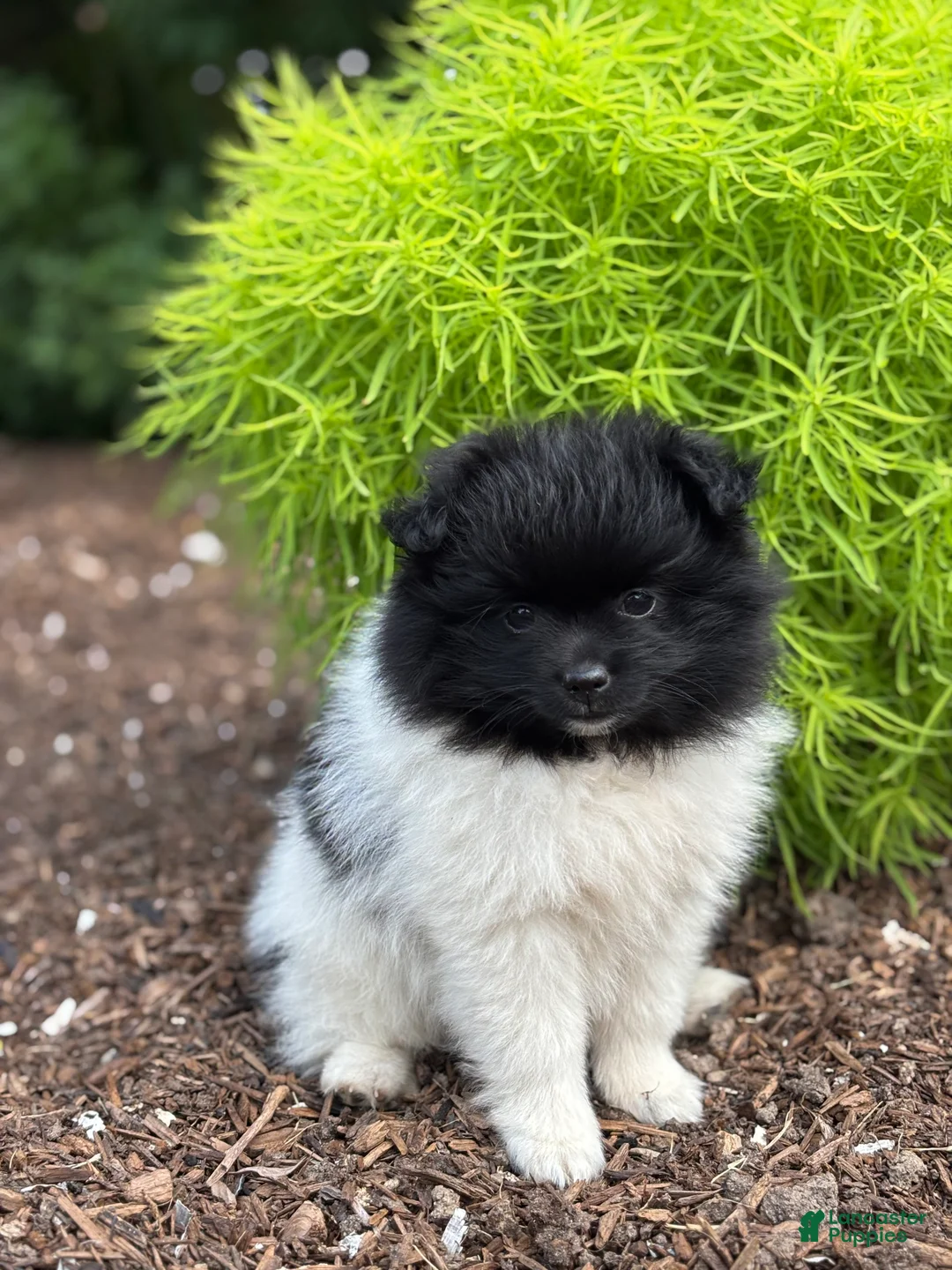 Pomeranian dogs for sale: Lola - Ad 3