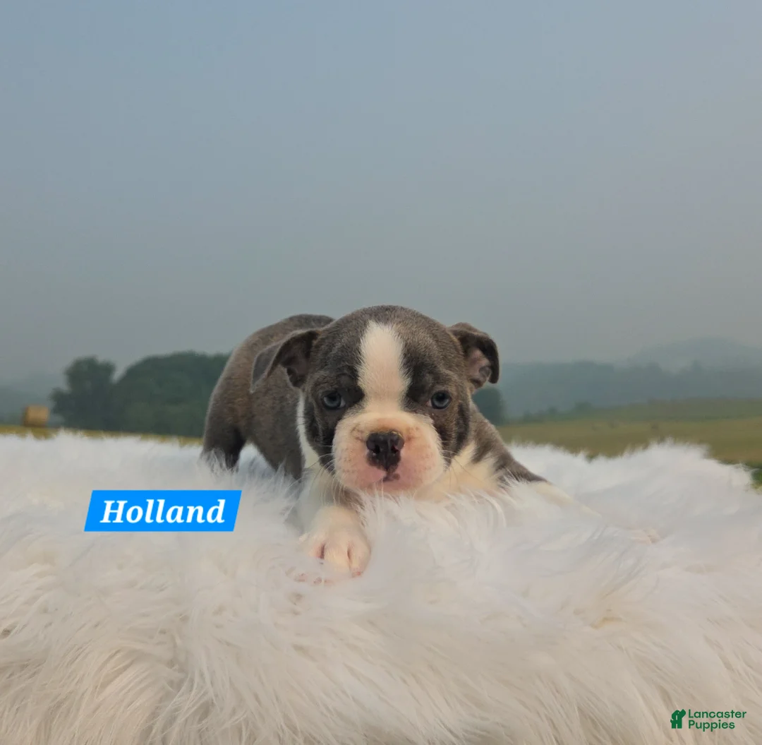 Mixed Breed dogs for sale: Holland - Ad 6