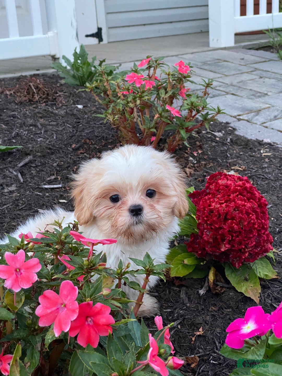 Shih Tzu dogs for sale: Shadow - Ad 6