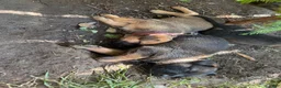 Mixed Breed dogs for sale: Mocha - Ad 14
