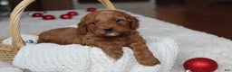 Cavapoochon dogs for sale: Melanie - Ad 8