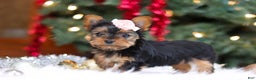 Yorkshire Terrier dogs for sale: Quinn - Ad 3