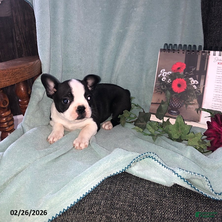 Boston Terrier dogs Buster - Ad 1