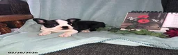 Boston Terrier dogs for sale: Buster - Ad 1