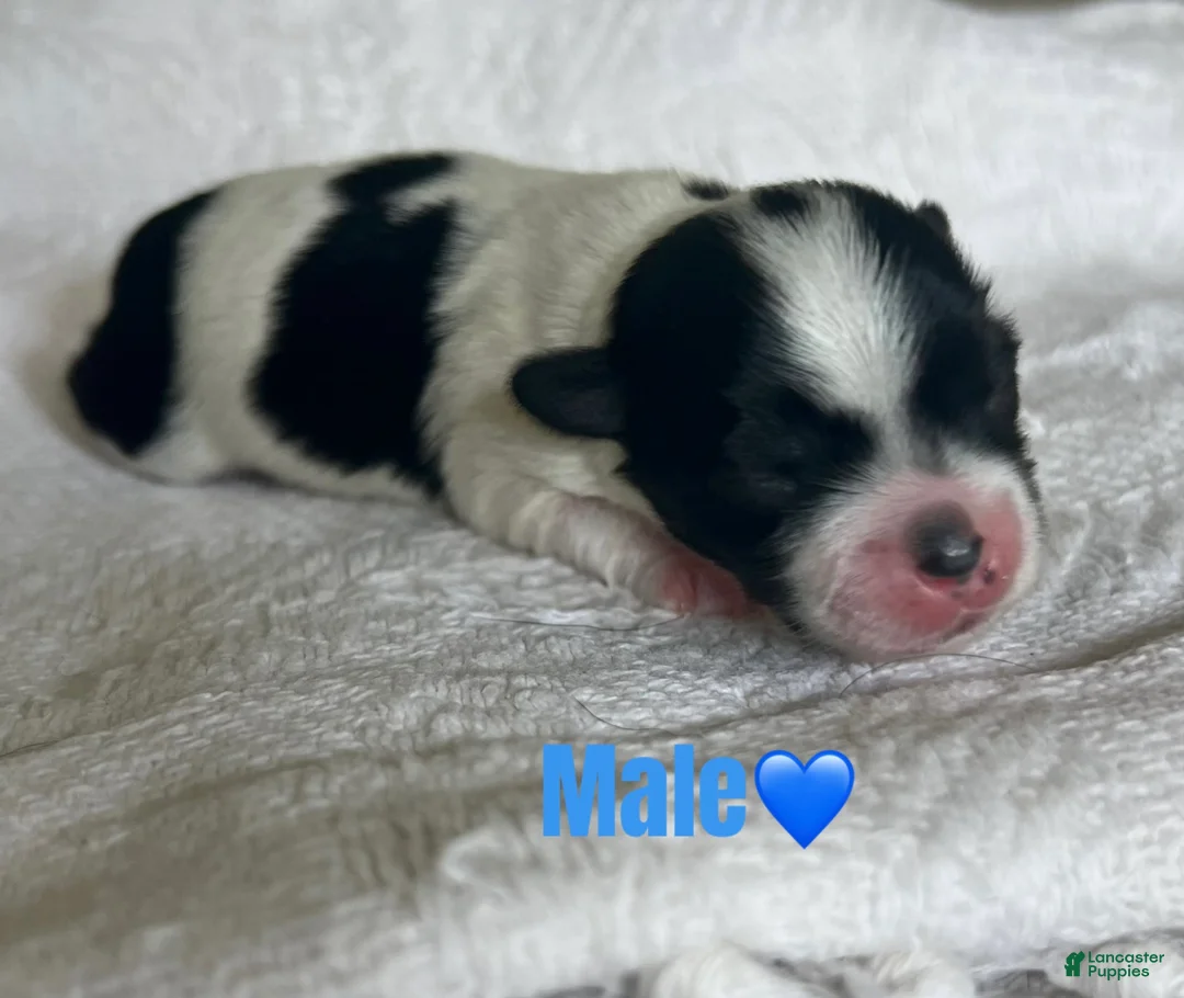Yorkshire Terrier dogs for sale: Yorkshire Terrier 2 - Ad 1