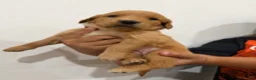 Golden Retriever dogs for sale: Magenta Girl - Ad 3
