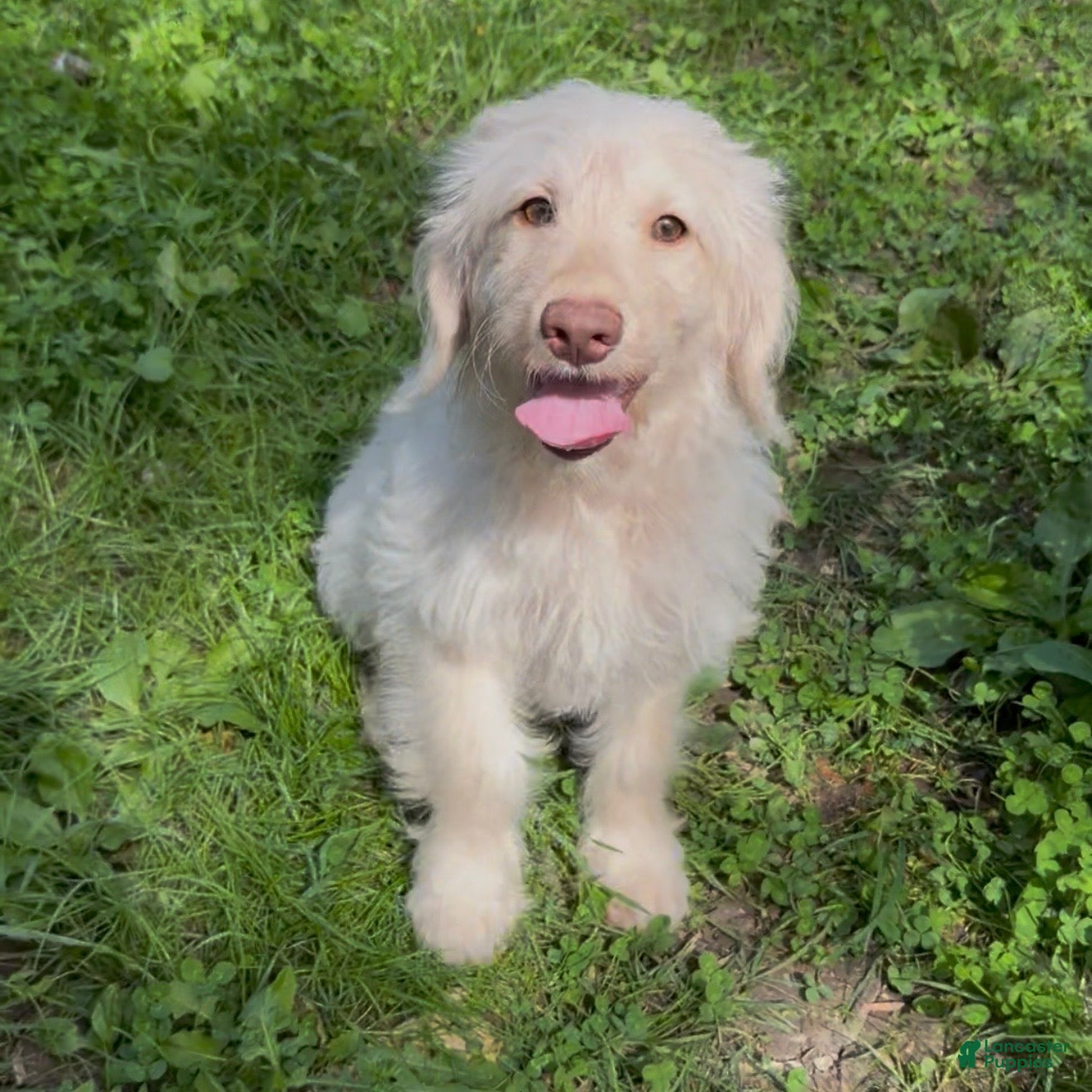 Mini Goldendoodle dogs Flynn - Ad 2