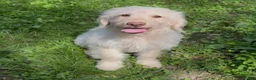 Mini Goldendoodle dogs for sale: Flynn - Ad 2